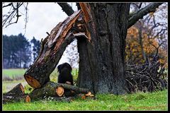 Watcher in the woods