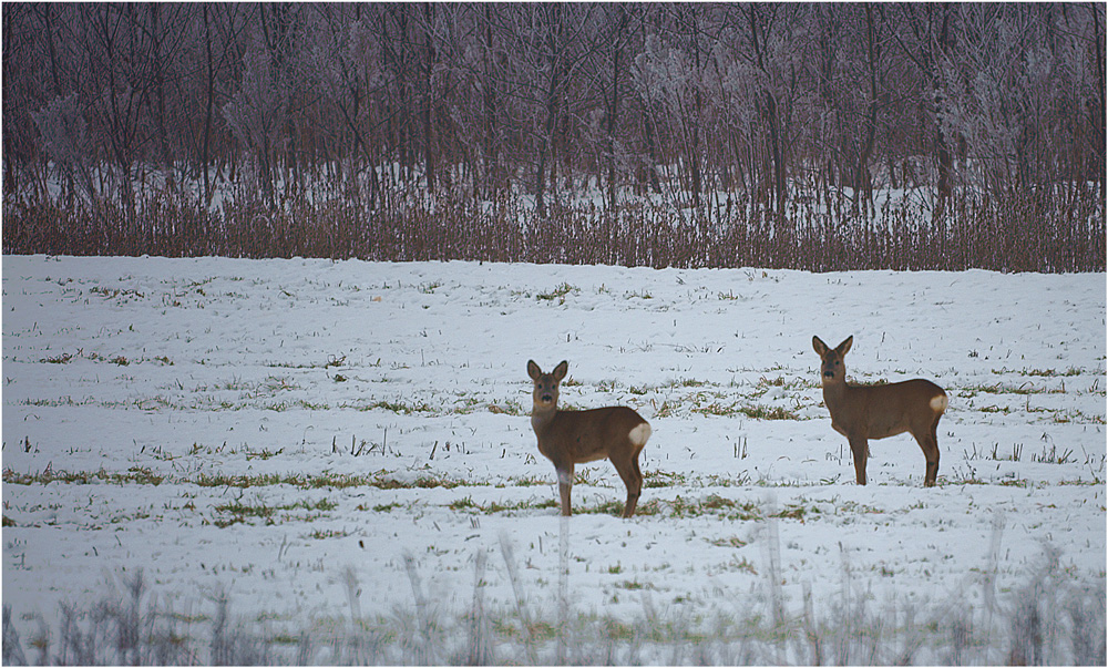 Watchers