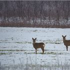 Watchers