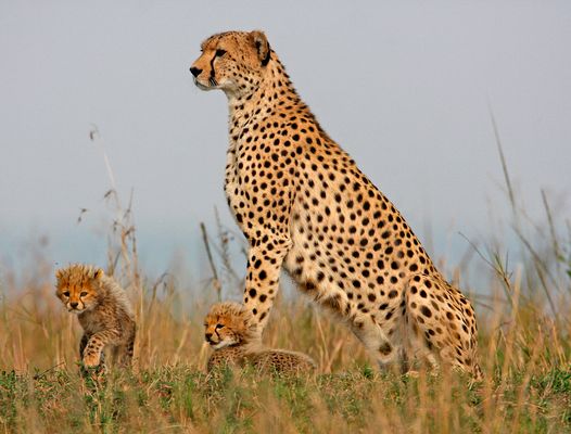 Watchful Cheetah Mother