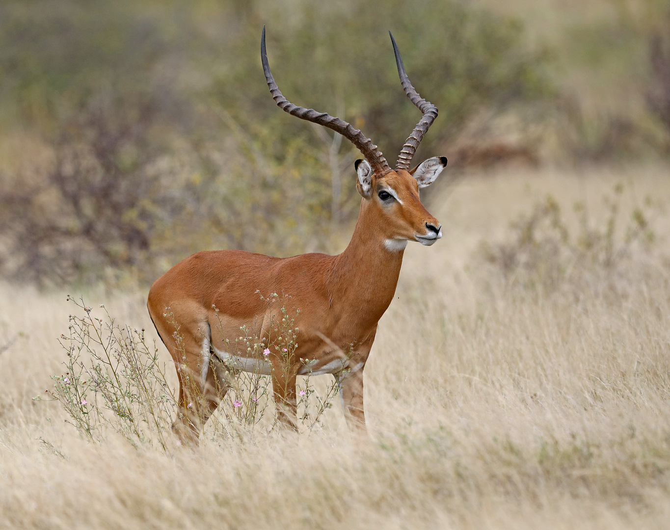 watchful impala