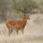 watchful impala