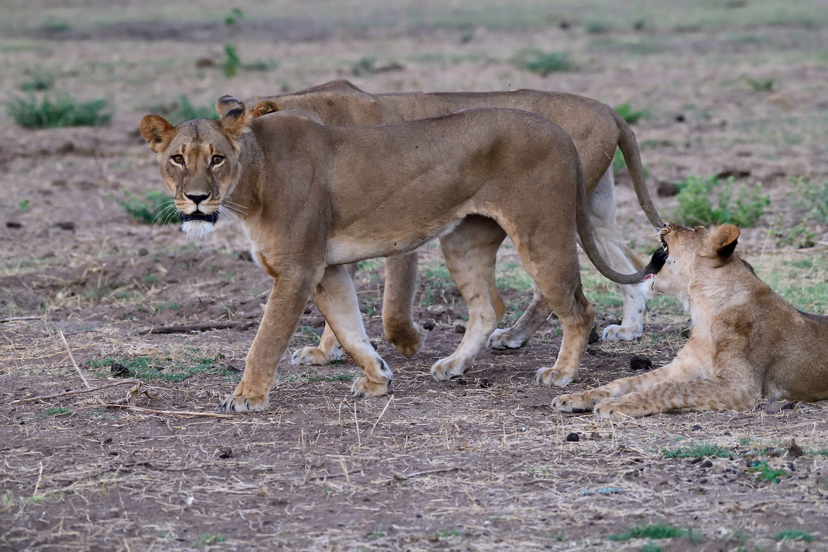 Watchful lioness