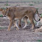 Watchful lioness