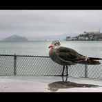 watching at alcatraz