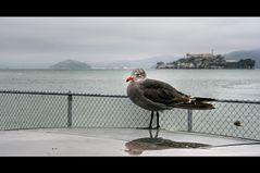 watching at alcatraz