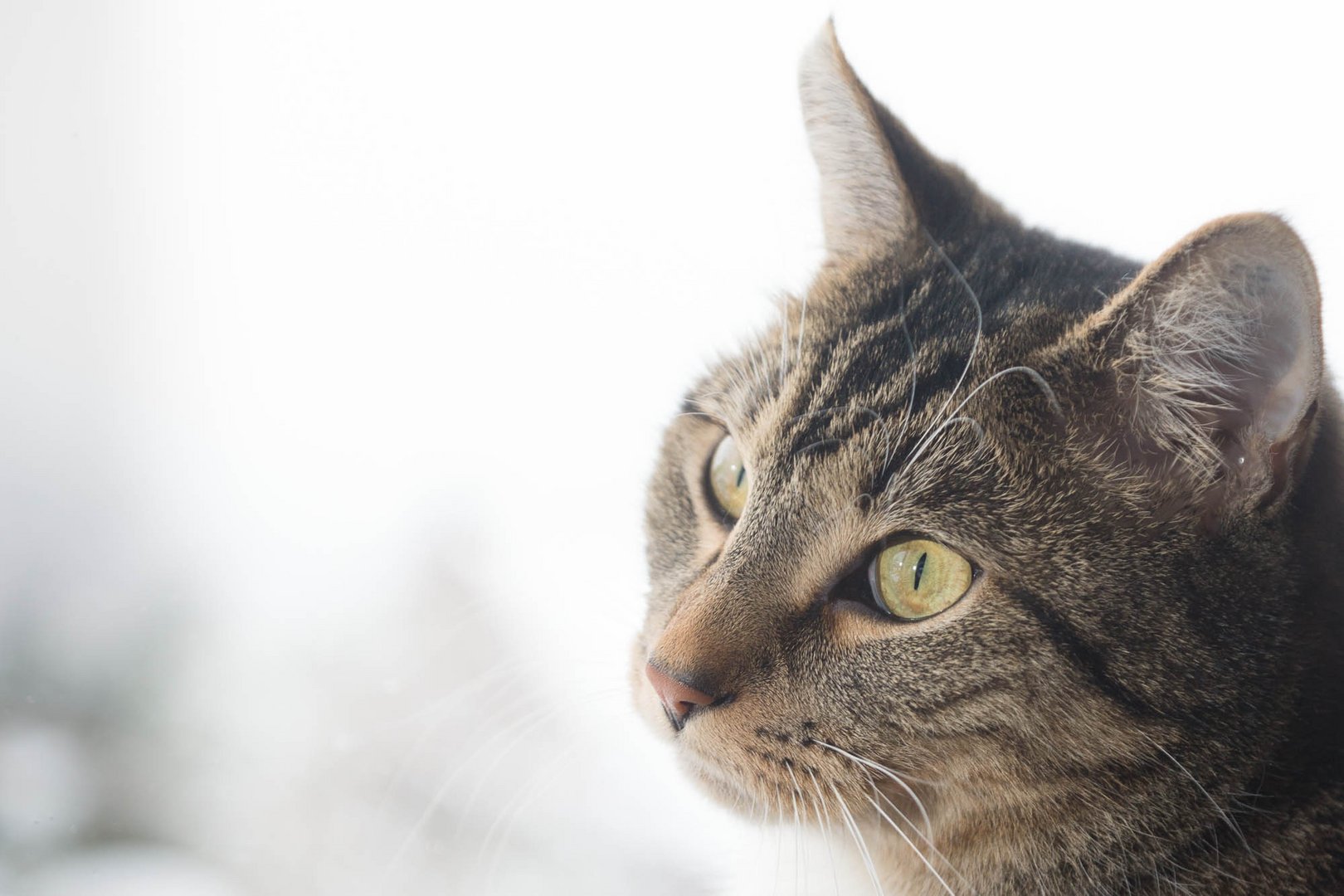 watching birds through windows is only half the fun