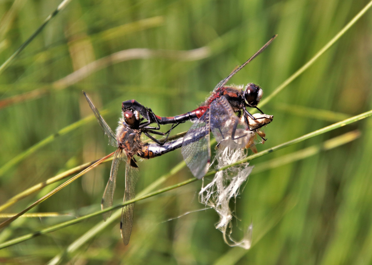 Watching insects