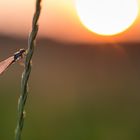 watching sunset 