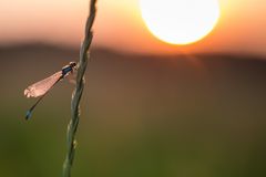 watching sunset 