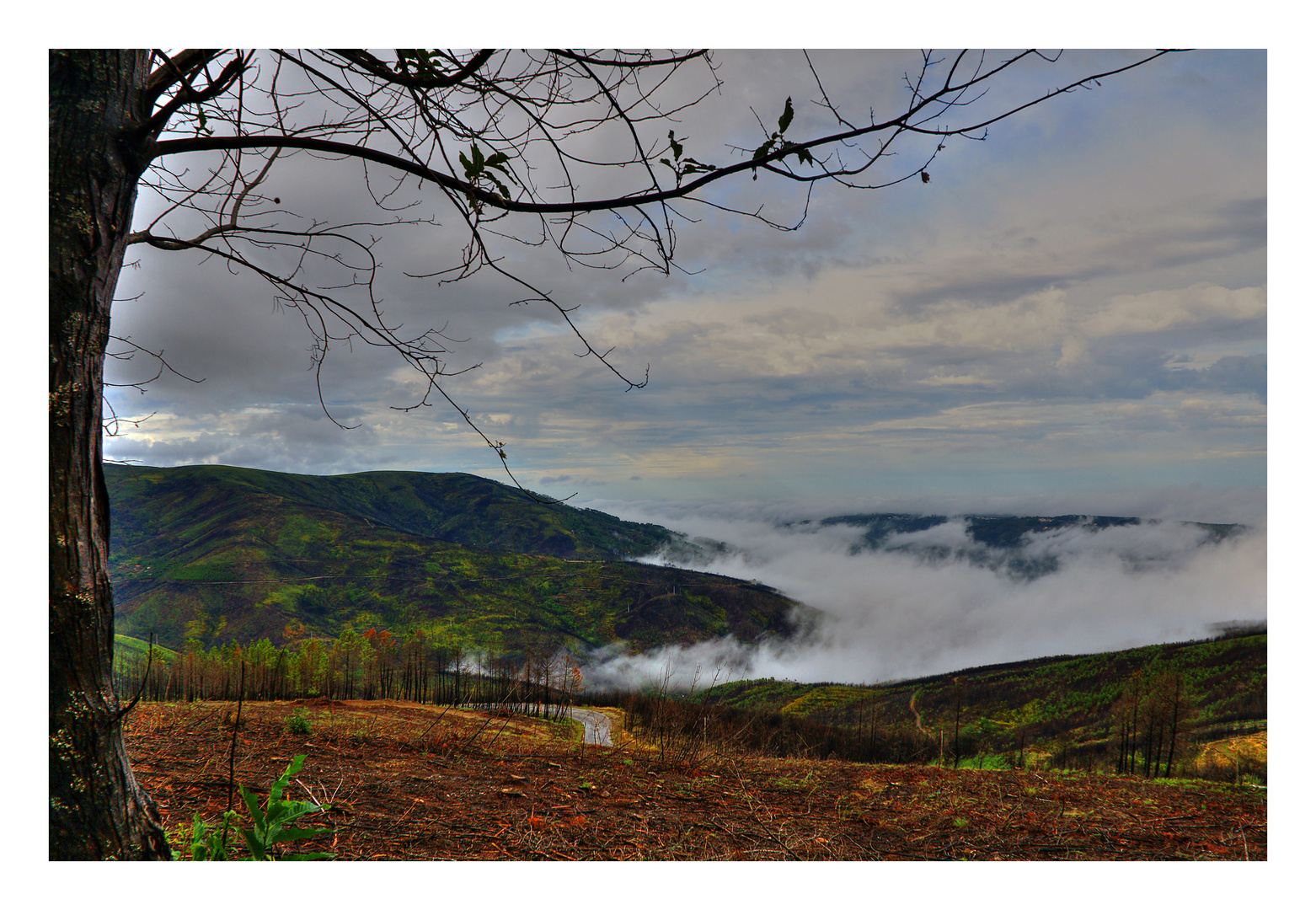 Watching the fog