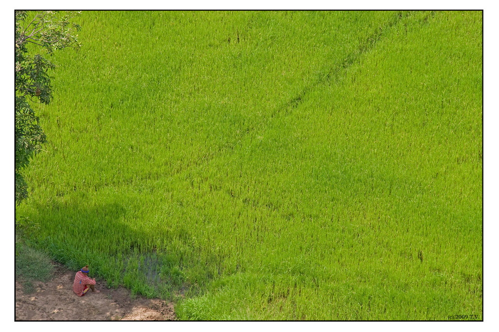 watching the growing rice