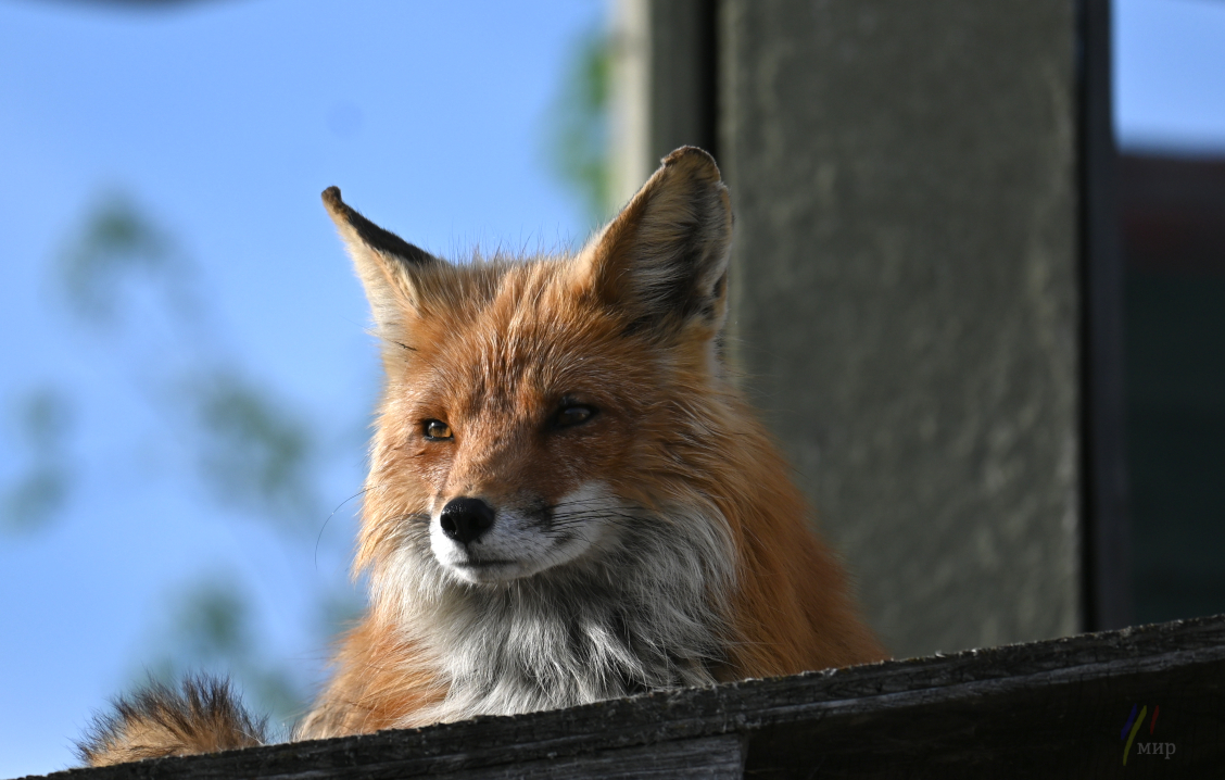 watching the kits 