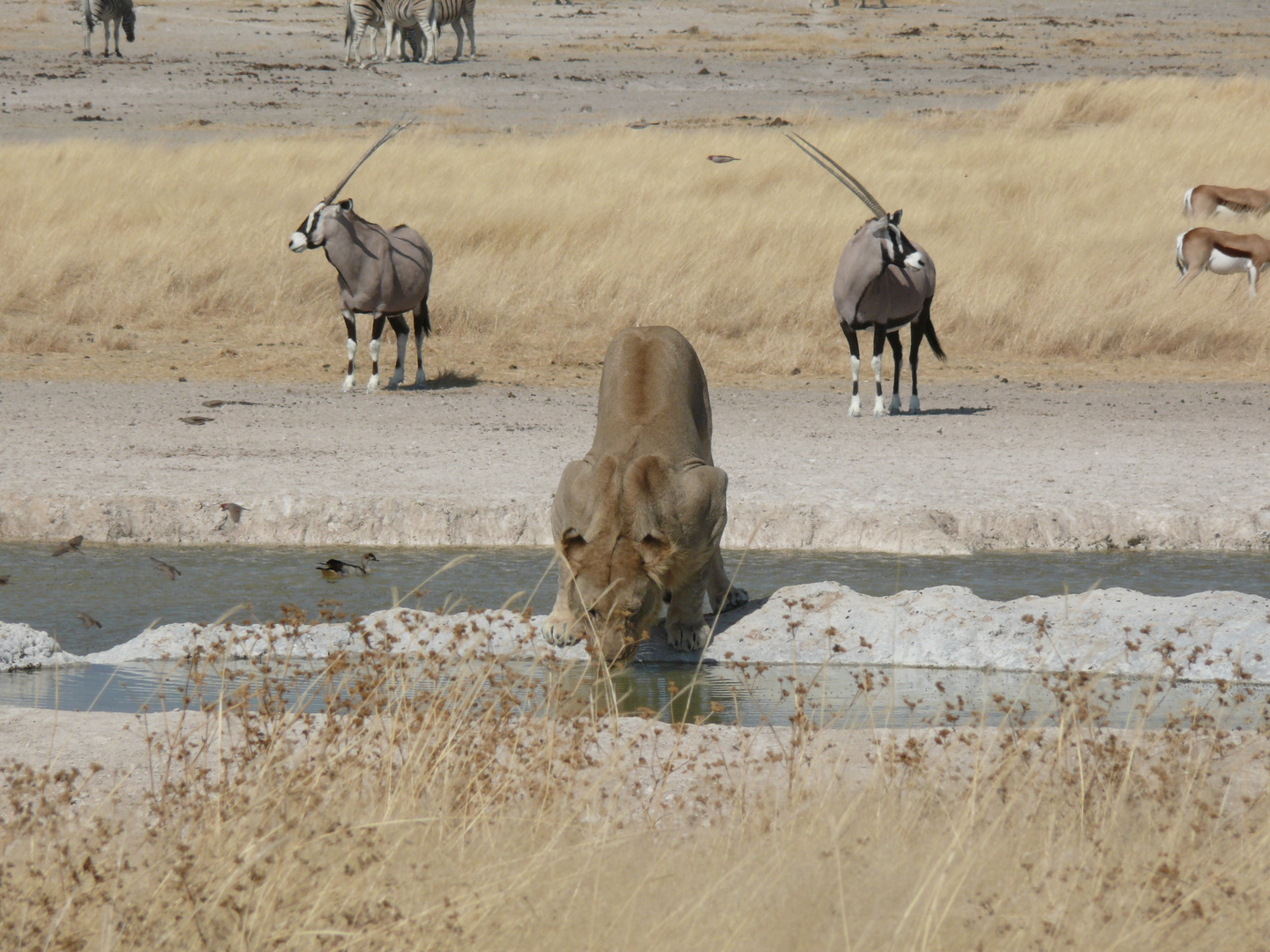 Watching the lion