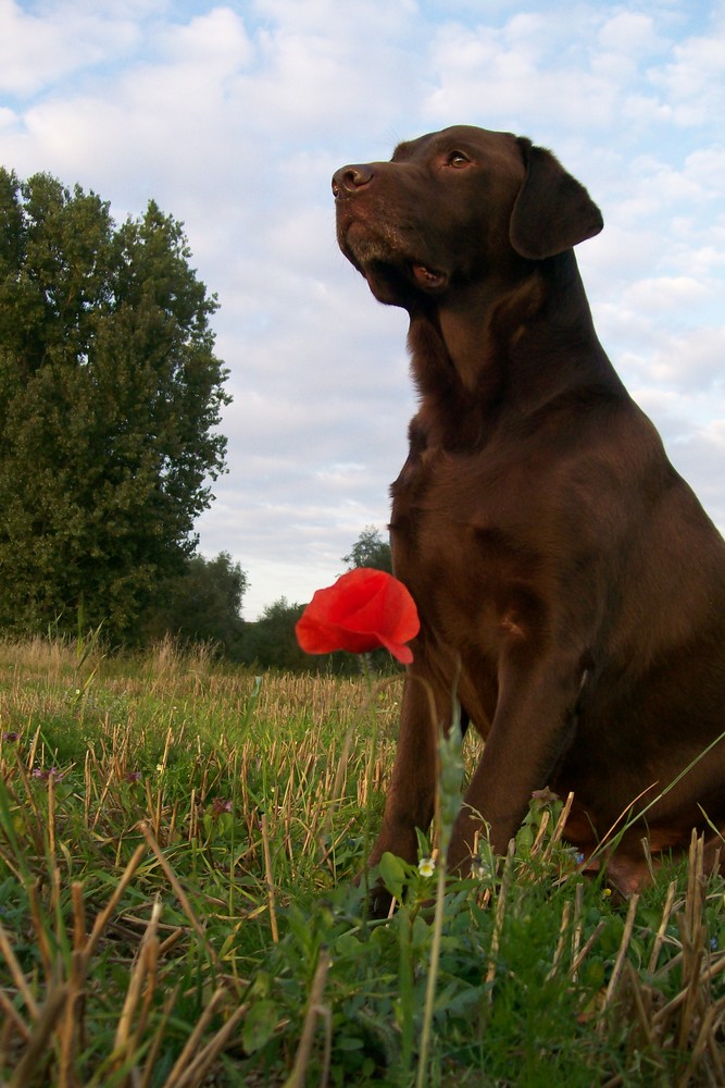 watching the sky