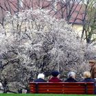 Watching the spring