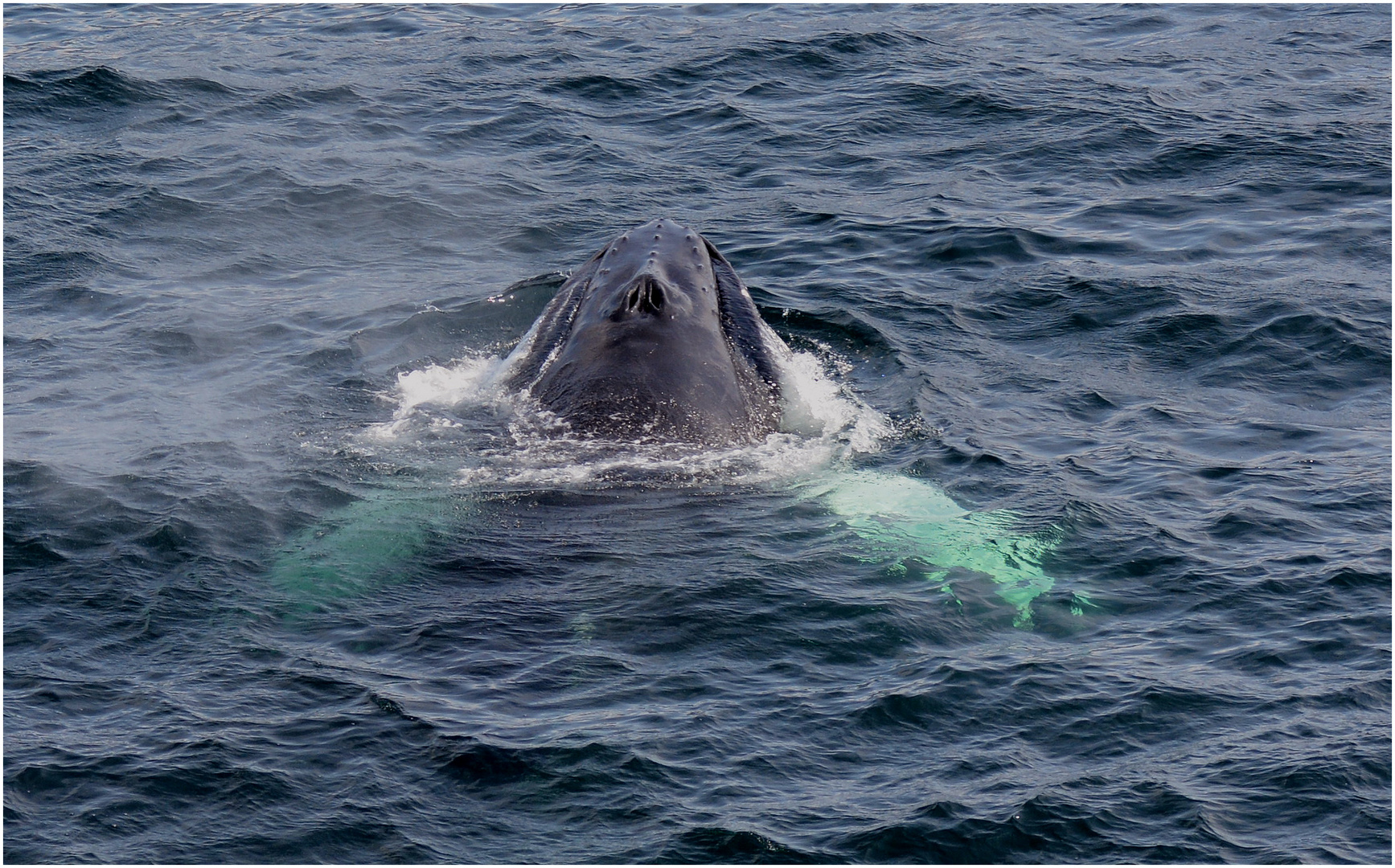 Watching Whales