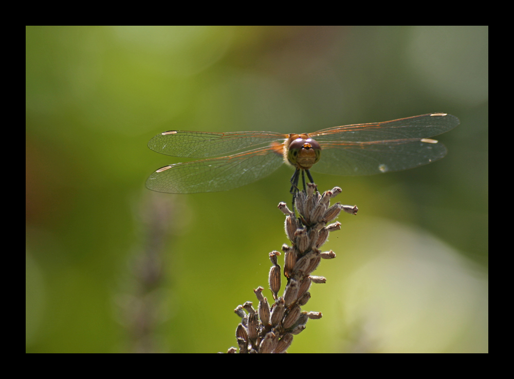 Watching you in the wind...