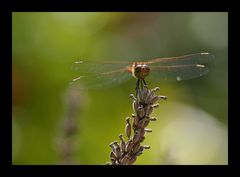 Watching you in the wind...