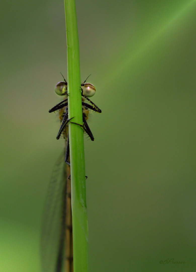 watching you - watching me!