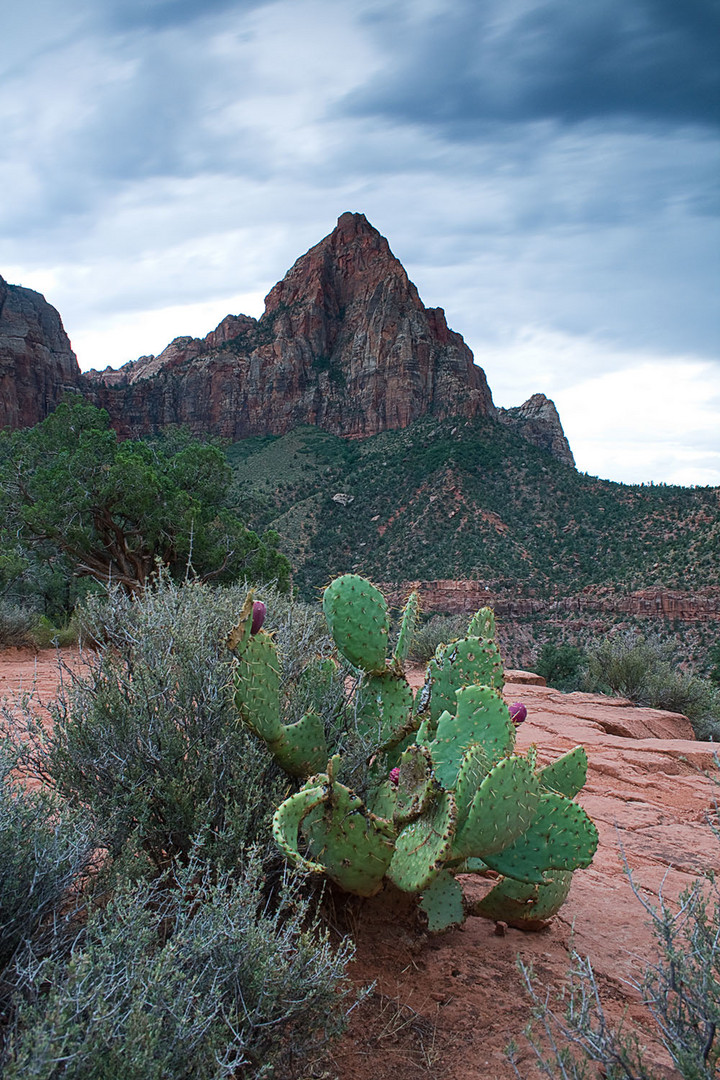 Watchman und Kaktus (Zion NP, Utah)