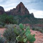 Watchman und Kaktus (Zion NP, Utah)