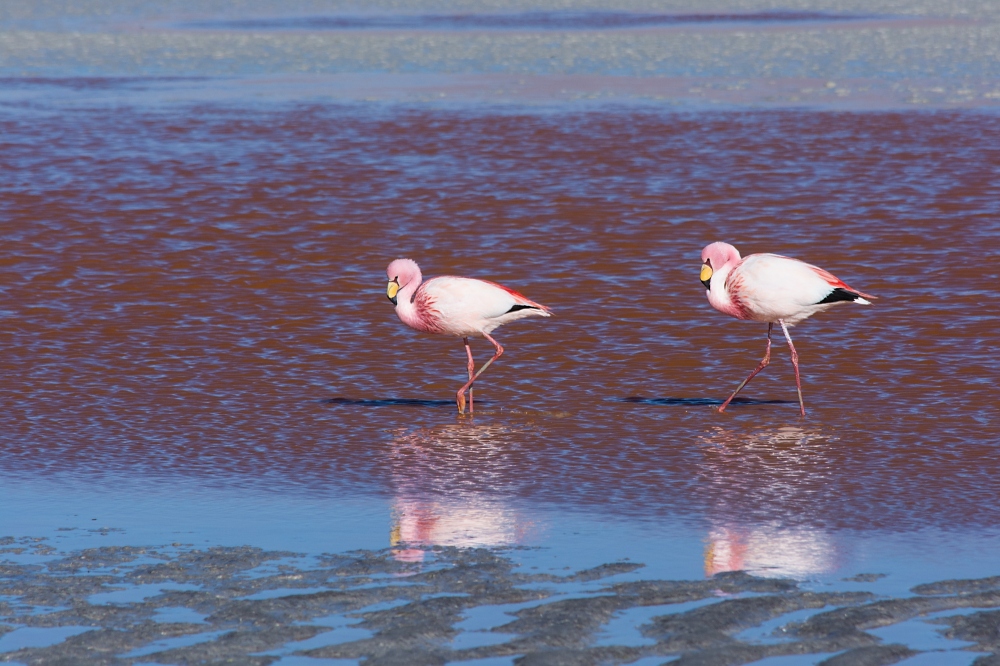 watende Flamingos