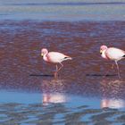 watende Flamingos