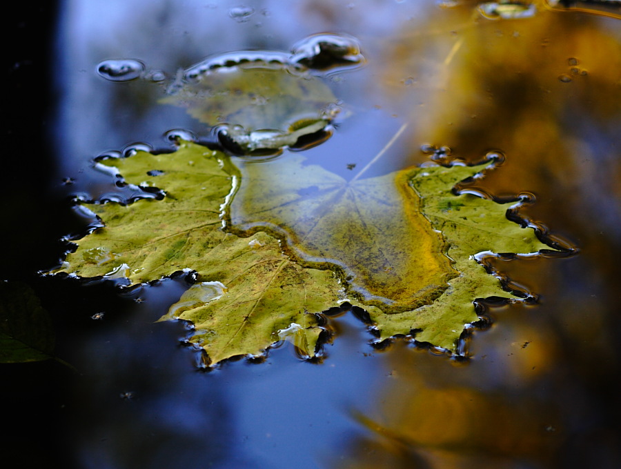 Water and leaf...