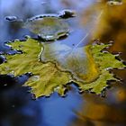 Water and leaf...