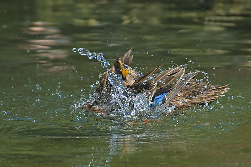 Water Baby