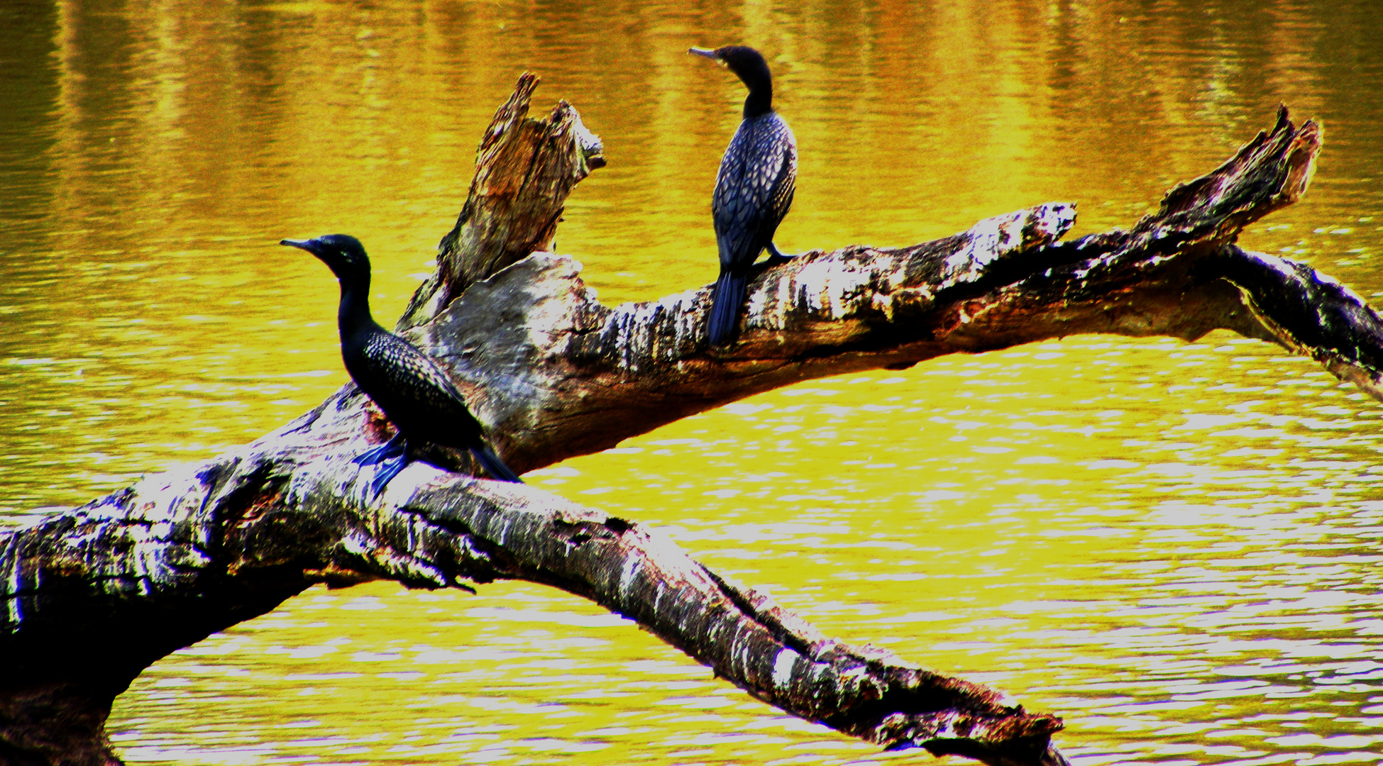 Water Birds