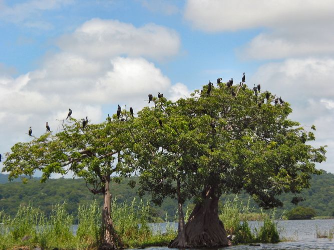 Water birds