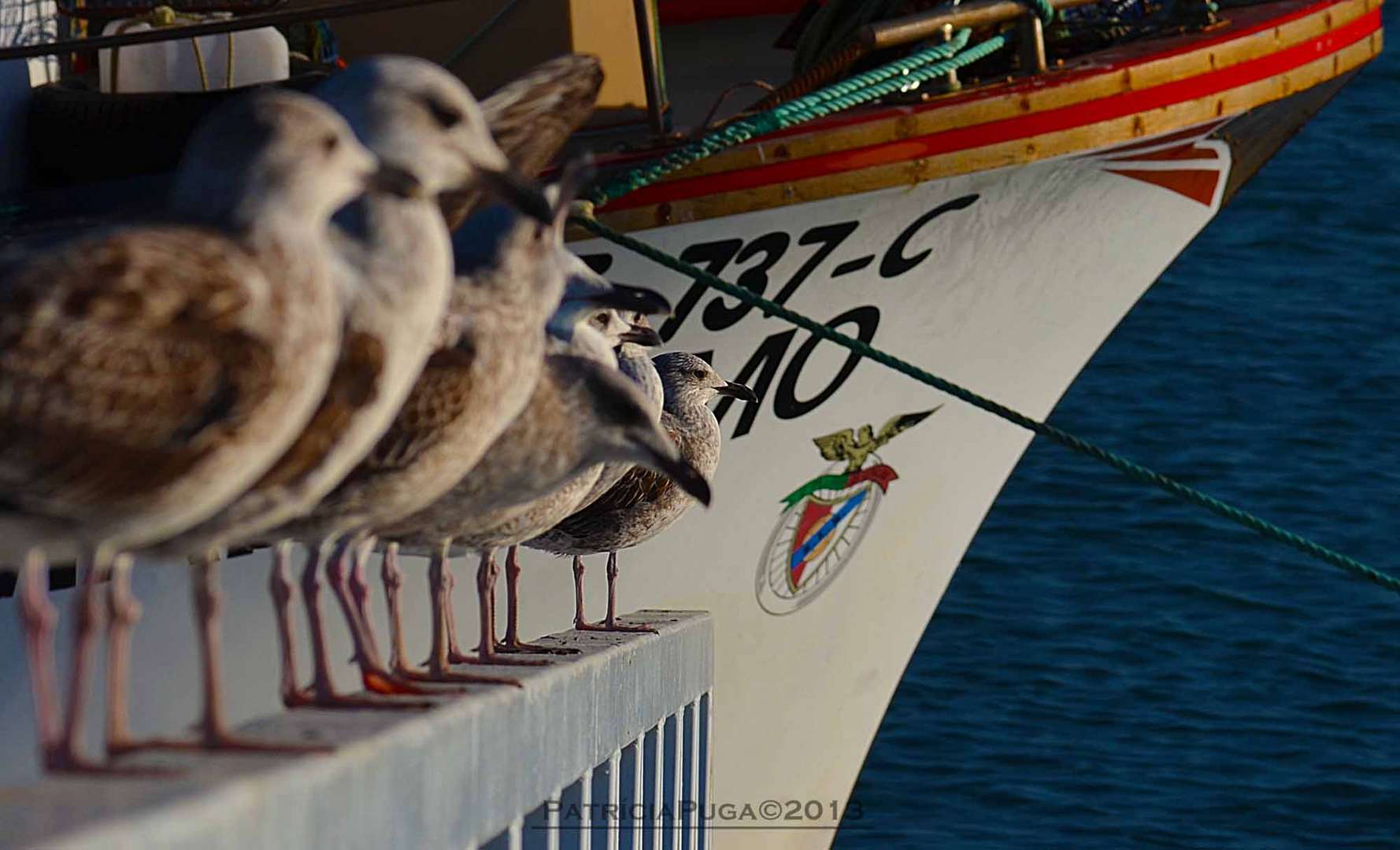 Water - Birds