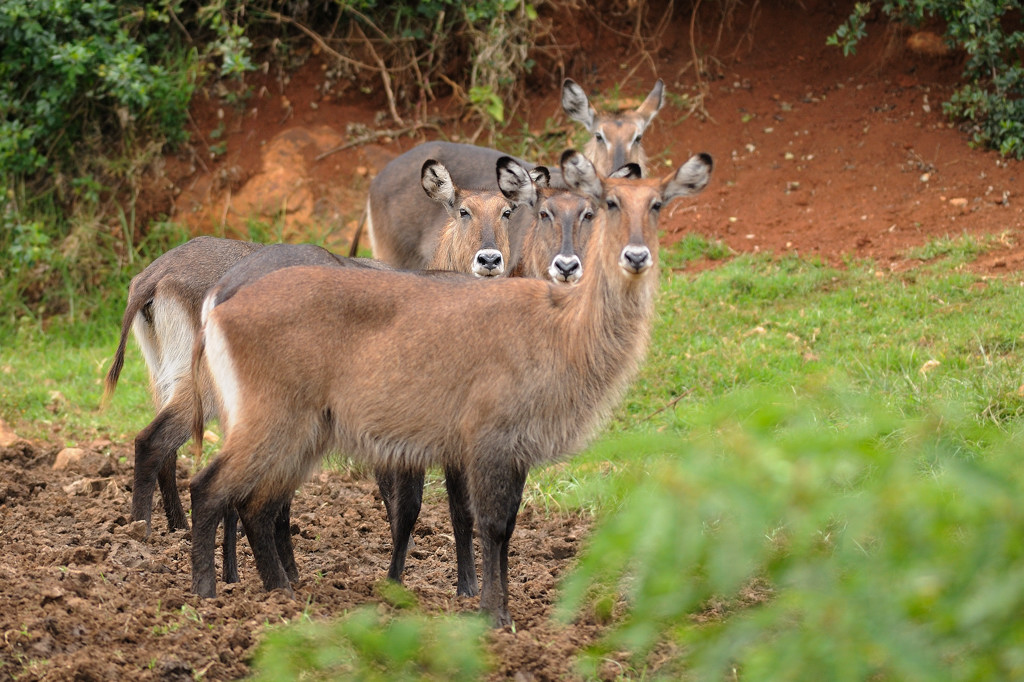 Water buck