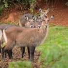 Water buck