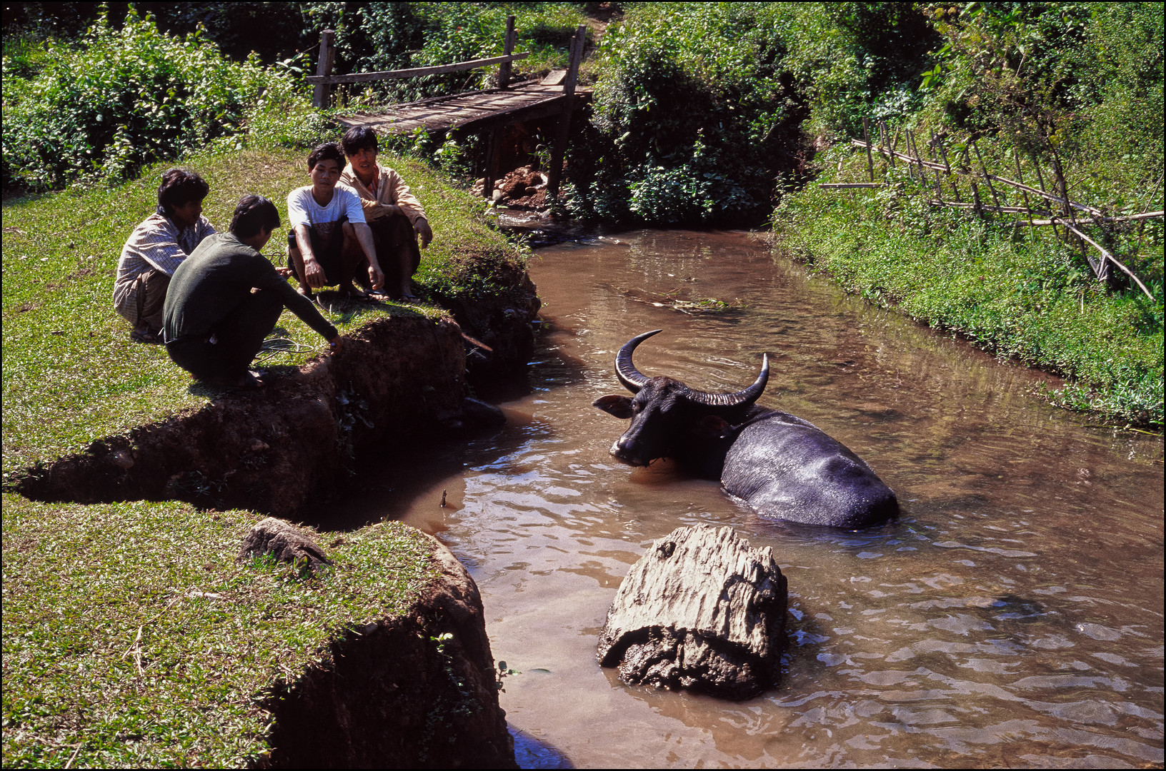 Water Buffalo and Friends. Hsipaw, Shan State, Myanmar.