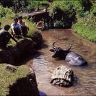 Water Buffalo and Friends. Hsipaw, Shan State, Myanmar.