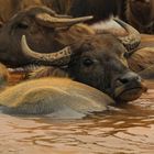 Water Buffalo at Nam Ngum