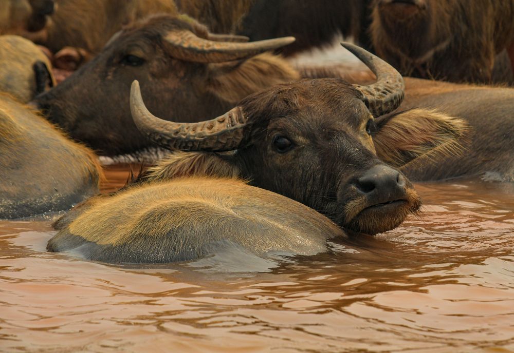 Water Buffalo at Nam Ngum