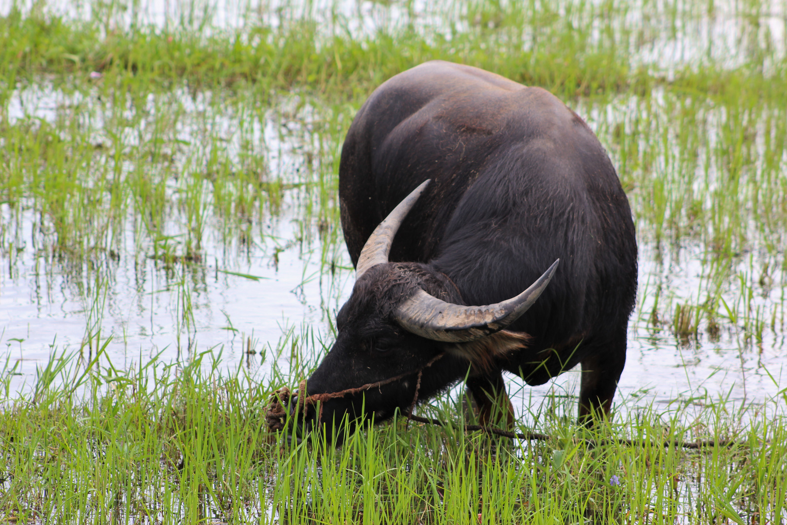 Water buffalo