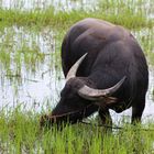 Water buffalo