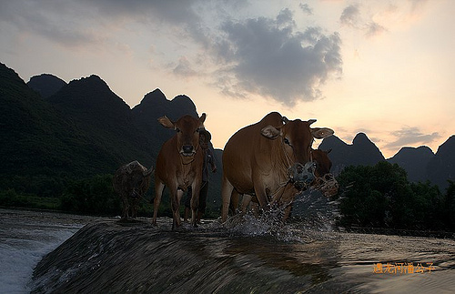 Water buffalo crossing Yulong river