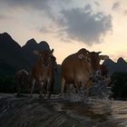 Water buffalo crossing Yulong river