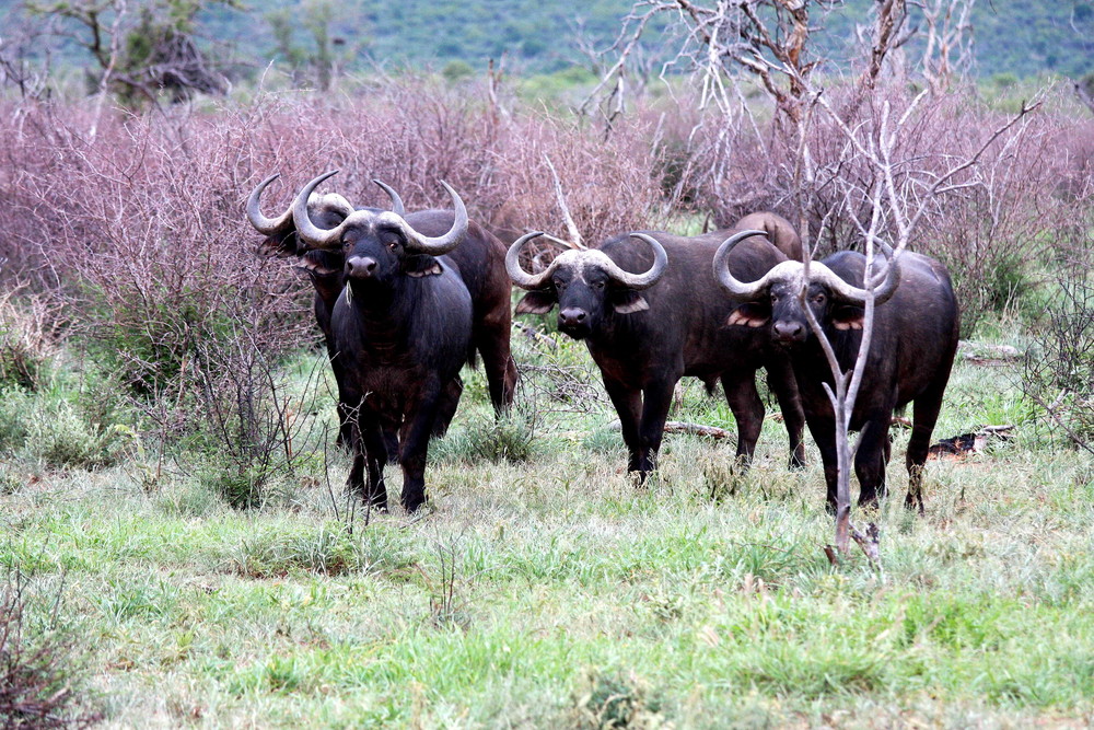 Water Buffalo