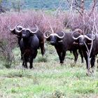 Water Buffalo