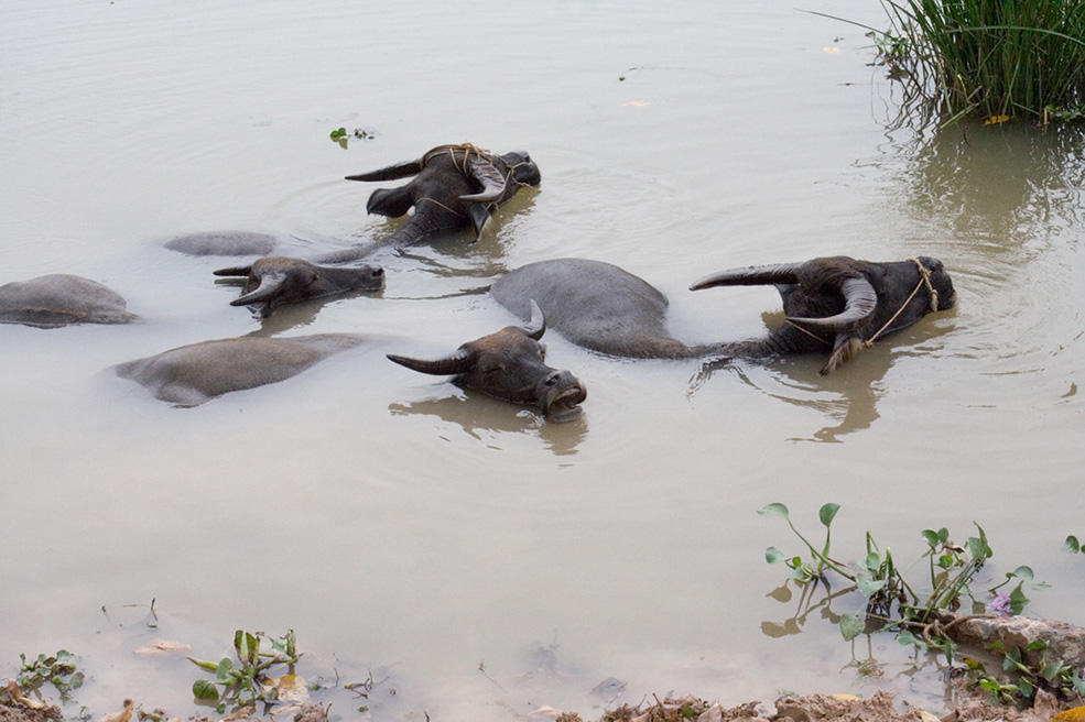 Water Buffalo in a Lake