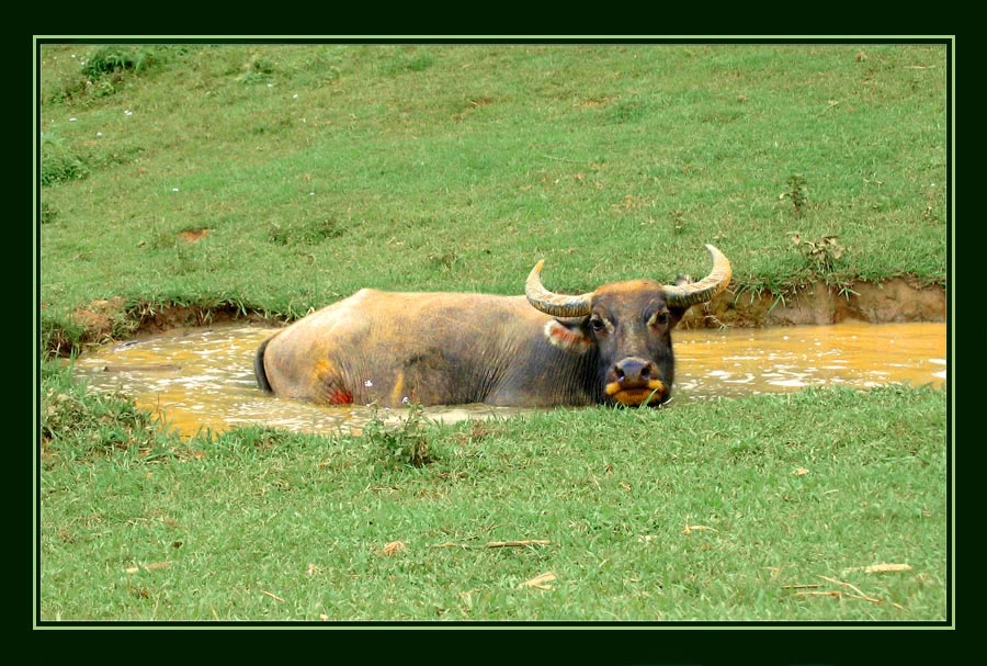 Water buffalo in the pool