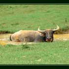 Water buffalo in the pool