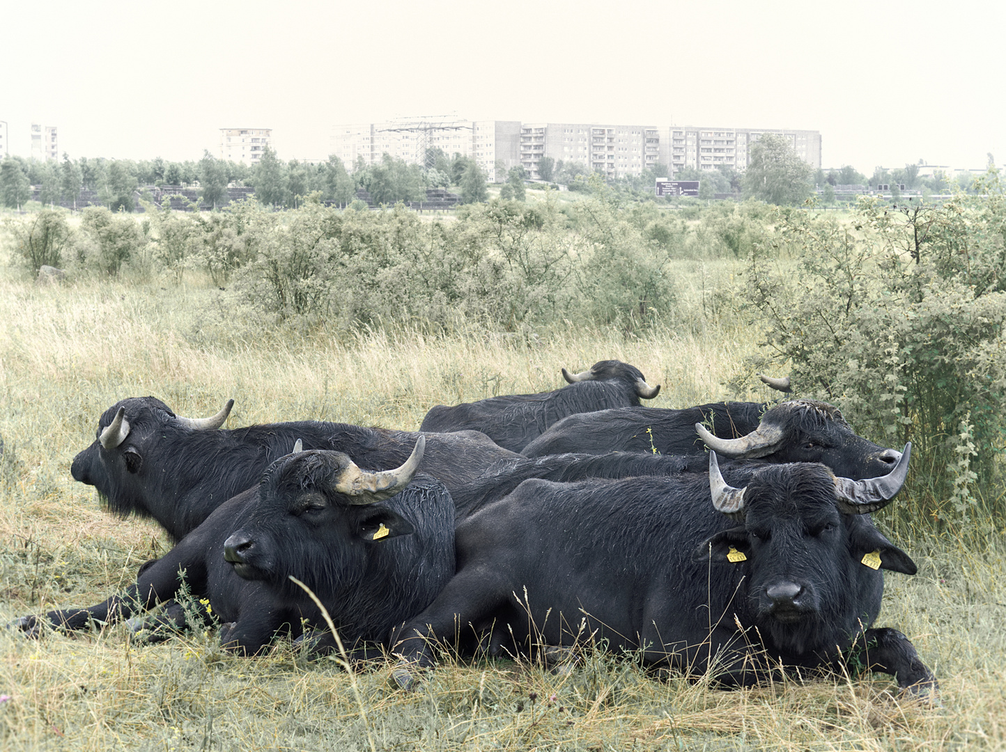 Water Buffalos (170630)